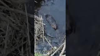 How Beavers Build A Dam [upl. by Zebe618]