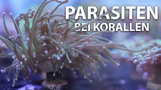 PARASITEN bei Korallen im Meerwasseraquarium  Fauna Marin [upl. by Wally]