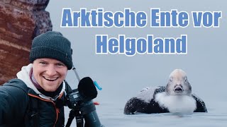 EISENTE Seehund und seltener Überraschungsvogel  Auf der Spur einer arktischen Ente vor Helgoland [upl. by Agn]