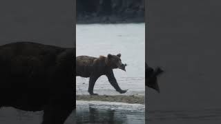 Hungry Grizzly Bear chasing Bear with Fish [upl. by Caffrey]