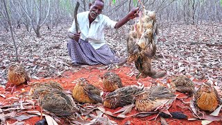 WILD QUAIL HUNTING  Delicious Red Sand Quail Cooking  தேறி காட்டு காடை வேட்டை  Village Grandpa [upl. by Riay]