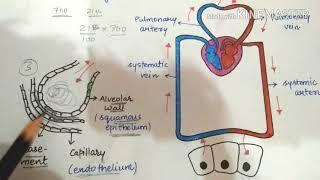 Mechanism of exchange of gasesvery simplified lecture [upl. by Anirdna]