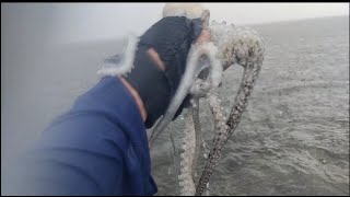 Giant Octopus Catch and cook for food [upl. by Leonie452]