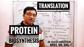 6 Protein Biosynthesis Translation in Eukaryote New [upl. by Anoli]