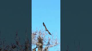 Redshouldered Hawk divebombs a juvenile Bald Eagle [upl. by Betthezul]