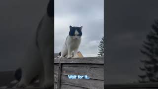 Cat nearly falls off fence 🤣 [upl. by Analihp969]