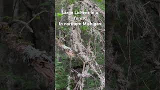 Large Lichens In a Forest in northern Michigan [upl. by Sybley]