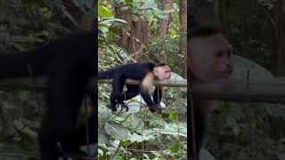 Capuchin Monkey near Quepos Costa Rica This one was just hanging out while being called [upl. by Amlev]