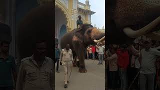 Mysore Dasara 2024Dasara Elephant Evening walkDasara vibesMysore✨🌟💫 [upl. by Oranneg]