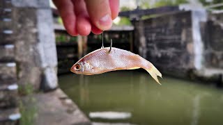 CANAL ZANDER Fishing With Deadbaits  An Evening Of Chaos [upl. by Esiralc795]