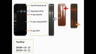 Extracted Genomic DNA on Agarose Gel [upl. by Jung]