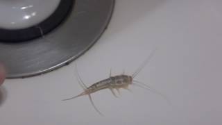 AwA Silverfish  Bristletail Lepisma saccharina [upl. by Jakie]