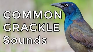 Common Grackle Songs amp Calls Learn TWO common sounds [upl. by Tingley]