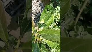 Autocultivo En Maceta Cover Crops jitomate yerbabuena vaporub aguacate [upl. by Asseniv]