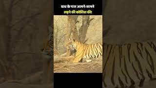 The whitelipped gaur took the initiative to approach the tiger and tried to fight it headon [upl. by Chaunce]