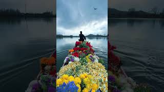 Kashmir❤️❤️❤️flowershortskashmirflowerboattravelytvideo [upl. by Good]