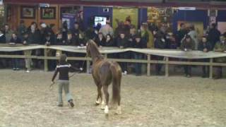 ♂ Cabdula du Tillard jumping stallion SF by Abdullah Trak [upl. by Kotz]