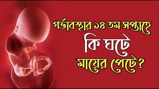 গর্ভাবস্থার ১৪ তম সপ্তাহ । 14 Weeks Pregnant । Pregnancy Week by Week Bangla । Gorvoboti Mayer Tips [upl. by Nyrhtakyram]