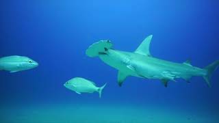 Hammerhead Sharks Feeding Frenzy [upl. by Stearne208]