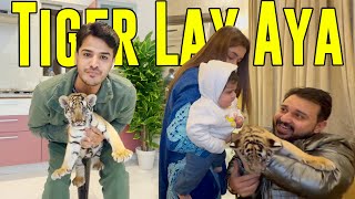 Aizal Kay Liya Tiger 🐅 Ka Bacha Ghr Lay Aya [upl. by Anora539]