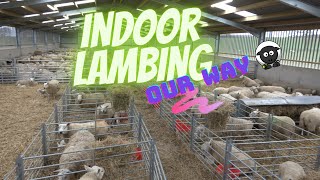 Indoor Lambing in Scotland [upl. by Aisatana]