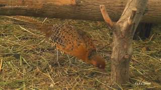 Гибридная самка Hybrid Syrmaticus reevesii pheasant [upl. by Geldens]