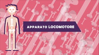 Apparato locomotore sistema osseo e articolazioni scienze classe quinta scuola primaria  parte 1 [upl. by Wadleigh]