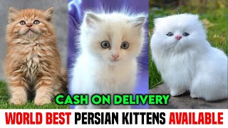 Kittens 😻🐈 Available For Sale in Delhi NCR  Free Delivery 🚚  All colours Cats  White 🤍 kitten [upl. by Umberto708]