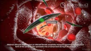 Random42 Science in Motion  Malaria [upl. by Jeunesse667]