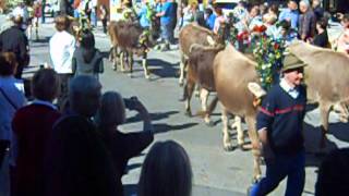 Almabtrieb Mayrhofen 2012 2 [upl. by Annairdua]