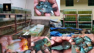 The Truth About Flowerhorn farm Kolkata and betta Will Shock You [upl. by Yla]