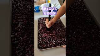 How to prepare berries for long term freezer storage homesteading berries huckleberry foraging [upl. by Ayam41]