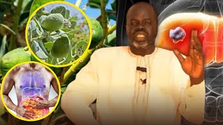 🌴 Ndiarignou Garabou Peufteune  Vertus du Pommier de Sodome  Pr Ousmane Ndiaye  SAMA XALAAT TV [upl. by Chubb229]