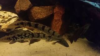 Polypterus delhezi quotmating ritualquot [upl. by Eblehs]