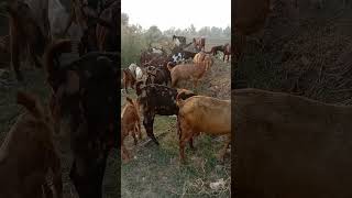 Goats Grazing Grass  Biggest Goats shotcuteanimalshortfeedsjunglelifestyle [upl. by Norrad560]