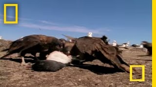 Flying Devils  National Geographic [upl. by Verdi]