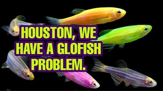 The Worst Case Senario No One Predicted Glofish Gone Wild The History amp Science That Led Us Here [upl. by Gerick]