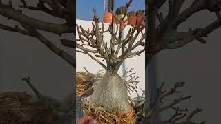 Crispum bosam jade graft crispum graft adenium adeniumlover adeniumindiabosamjade aliadenium [upl. by Flann]