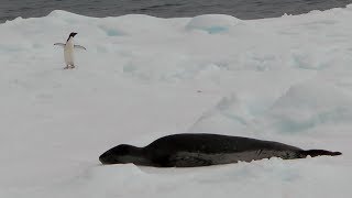 Leopard Crabeater and Weddell Seals Weddell Sea Antarctica [upl. by Sirrom308]