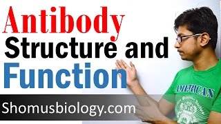 Antibody structure and function [upl. by Drofwarc]