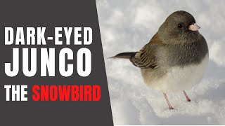 DARKEYED JUNCOS – Fun Facts about their Winter Habits [upl. by Shaylynn]