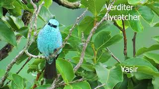 Verditer flycatcher Bird Challenge 6 [upl. by Borries]