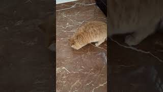 Female cat golubillavlogs cat mycatvlog catfunny catlover [upl. by Stoll309]