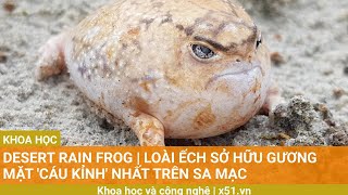 Desert rain frog  Loài ếch sở hữu gương mặt cáu kỉnh nhất trên sa mạc [upl. by Henson666]