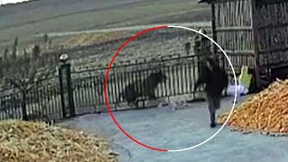 Farmer narrowly escapes as Siberian tiger rams his gate in China [upl. by Nahtad]