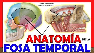 🥇 ANATOMÍA DE LA FOSA TEMPORAL ¡Explicación Sencilla [upl. by Odetta]