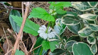 back garden mid October UK white dead head nettle erigeron daisy blooming good [upl. by Aseefan605]