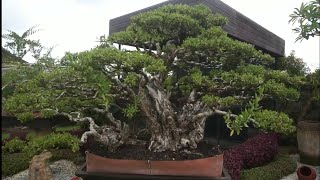 melihat bonsai santigi koleksi bli made mudana [upl. by Jahdai]