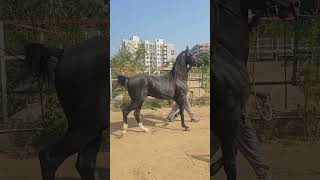 STALLION JAGIRDAR SIRED BY AALISHAN horse royalmarwarihorses horsemusic marwarwarhorse [upl. by Assecnirp]