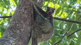 Colugos Masters of Gliding and Camouflage Rare Animal [upl. by Rodger]